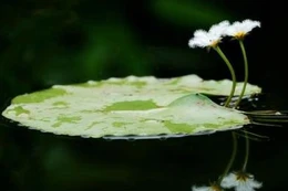Mối quan hệ tình bạn theo tinh thần kinh Hiền Nhân